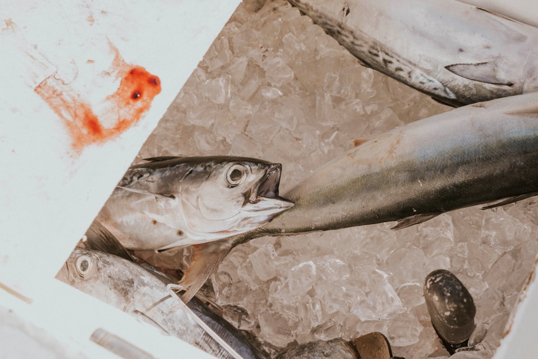 gray and black fish in ice box