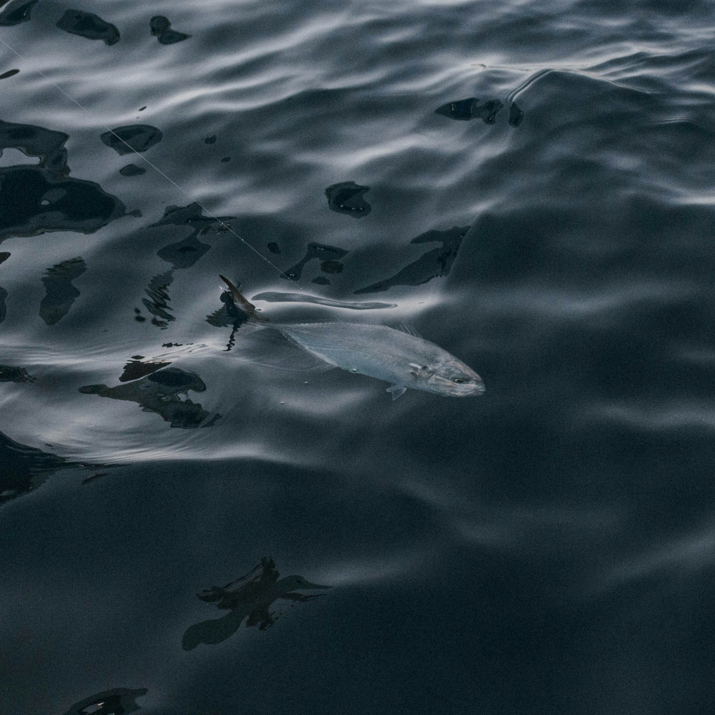 Photo by thewildflowerpress