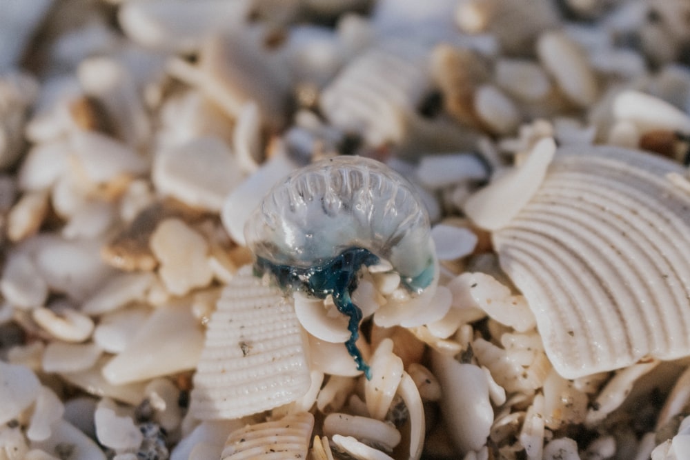 a close up of shells and seaweed on a beach