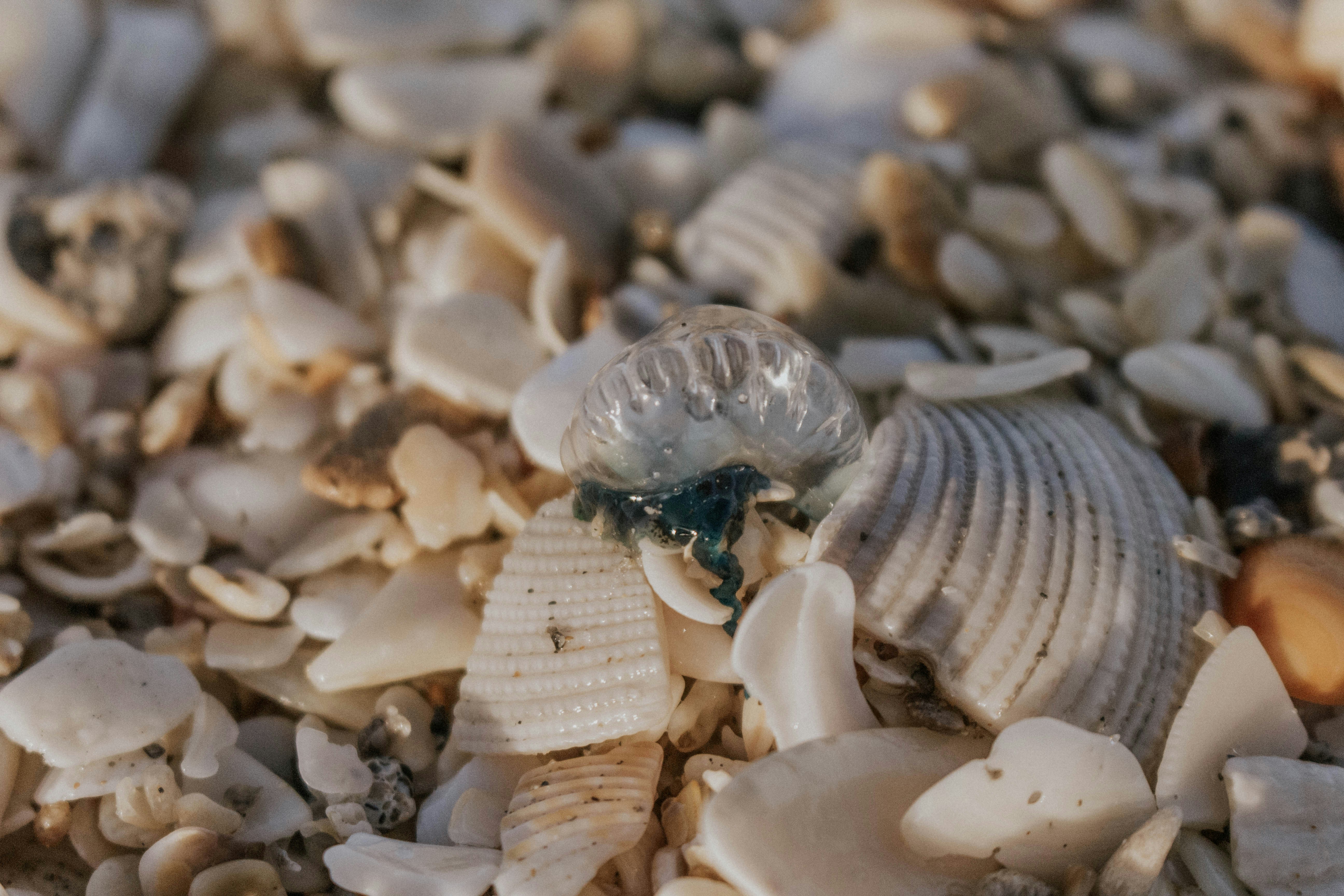 Photo by thewildflowerpress