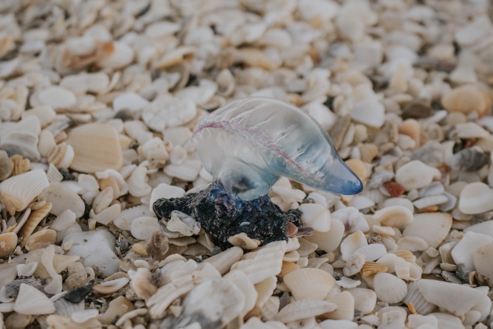 a jellyfish in a plastic bottle on a bed of sea shells