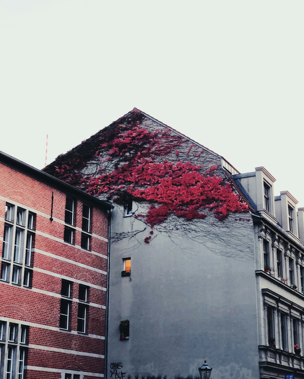 red-petaled flower wall painting
