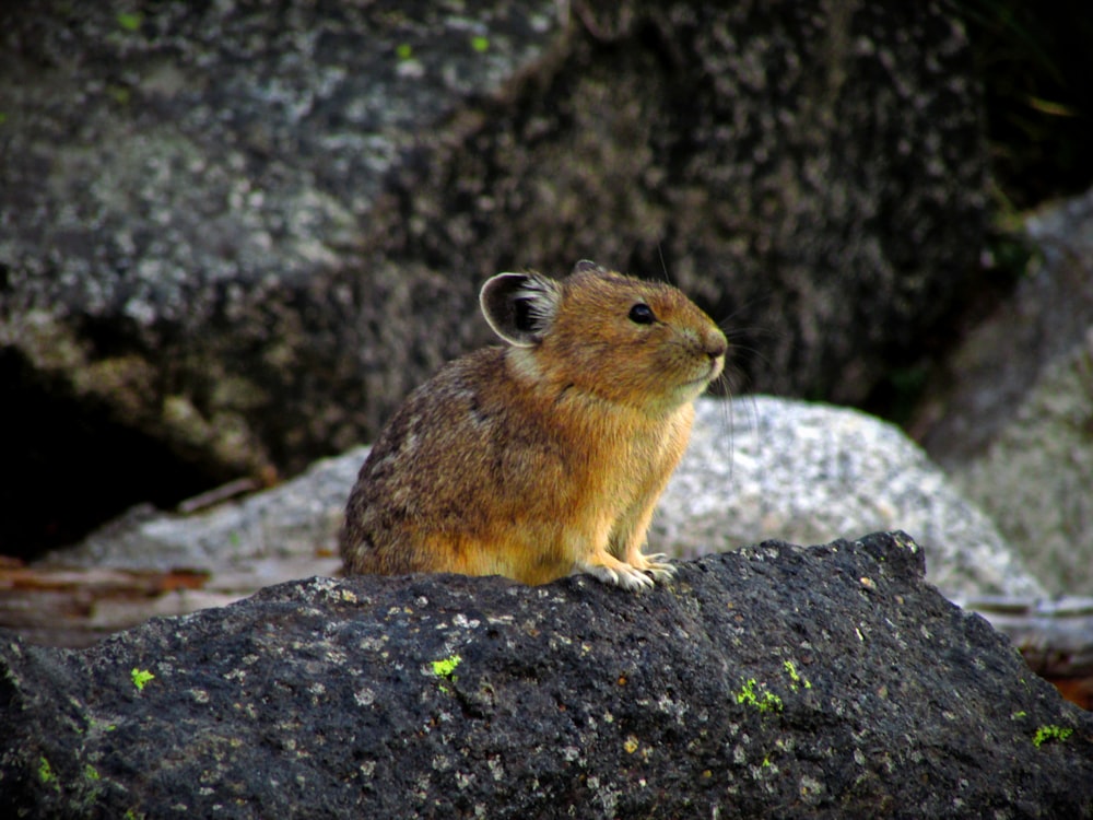 squirrel on rock