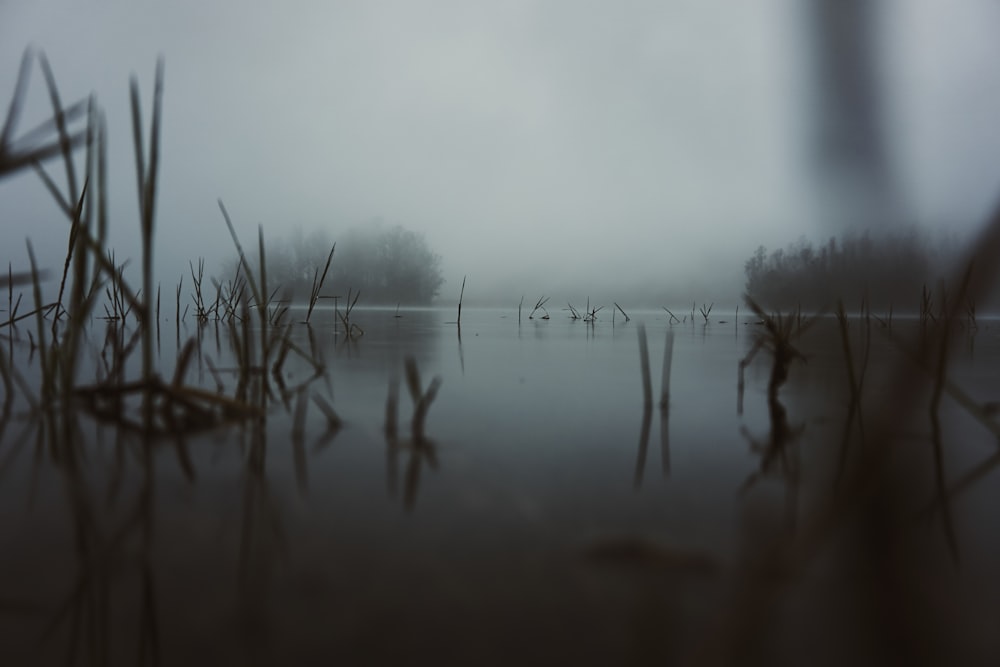 swamp with grass during daytime