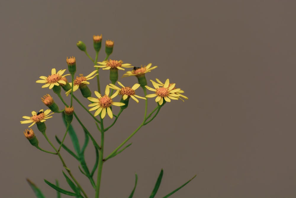 flores amarillas de margarita