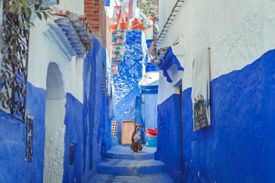brown dog sitting on alley stairs in Chefchaouen Morocco