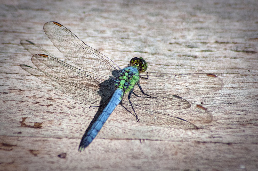 blue and green dragonfly