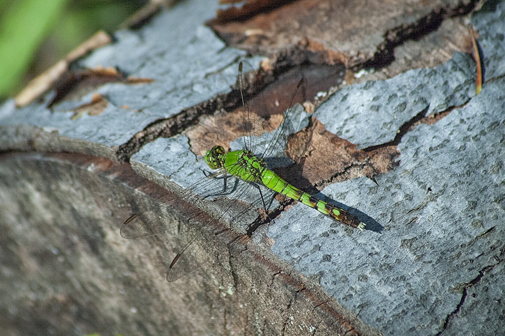 green dragonfly