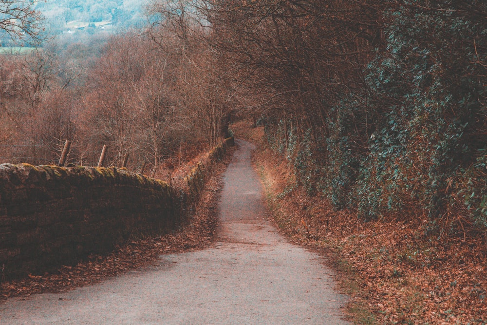 brown and green leafed trees