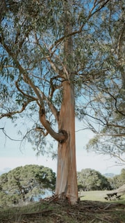 tall tree