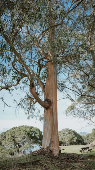 tall tree
