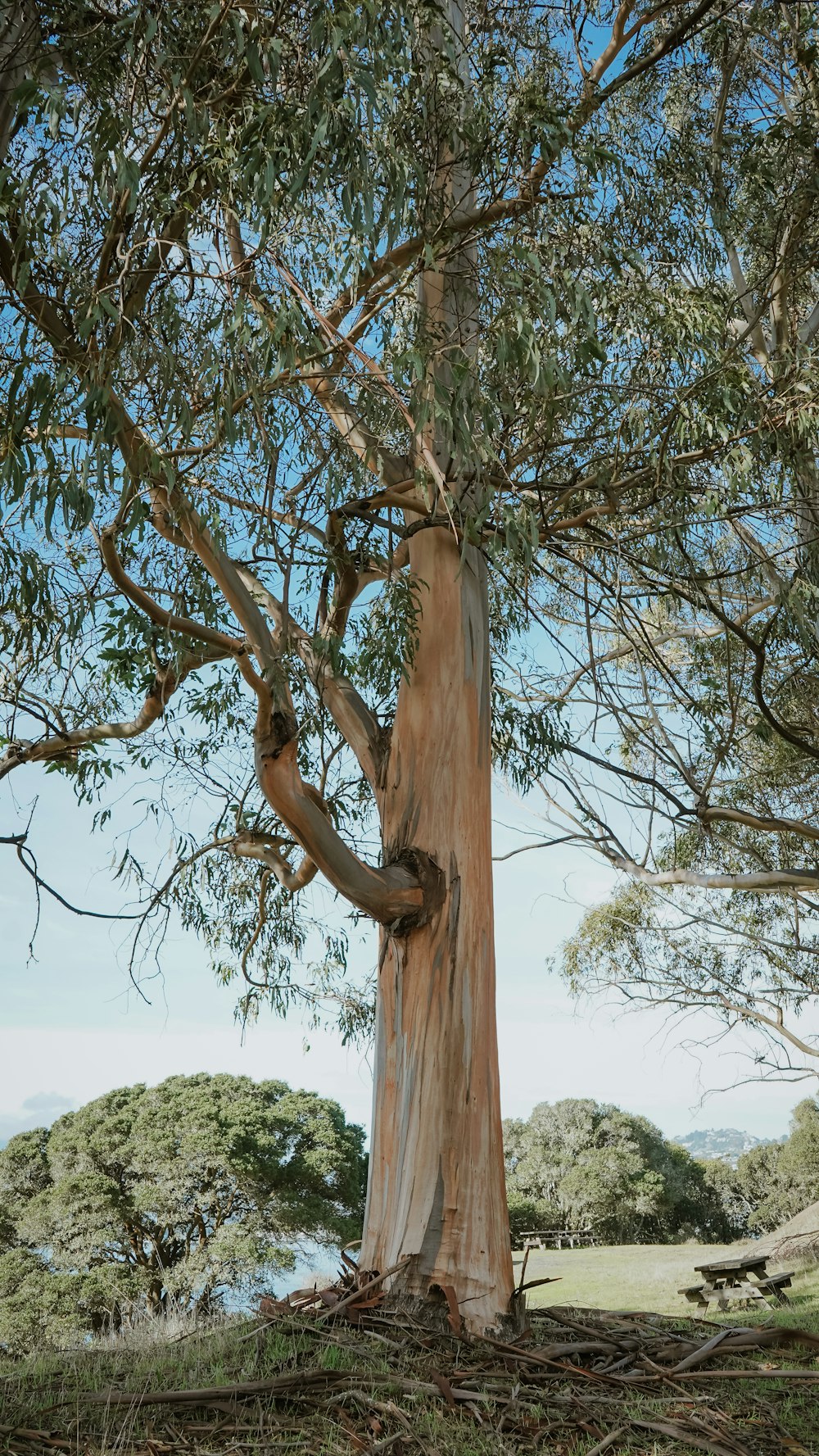 30k+ Imágenes de árboles de eucalipto | Descargar imágenes gratis en  Unsplash