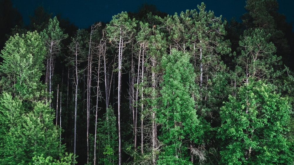 green-leafed plants