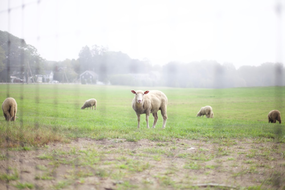 flocks of sheeps