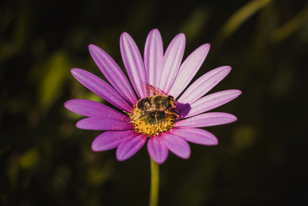 pink petaled flower