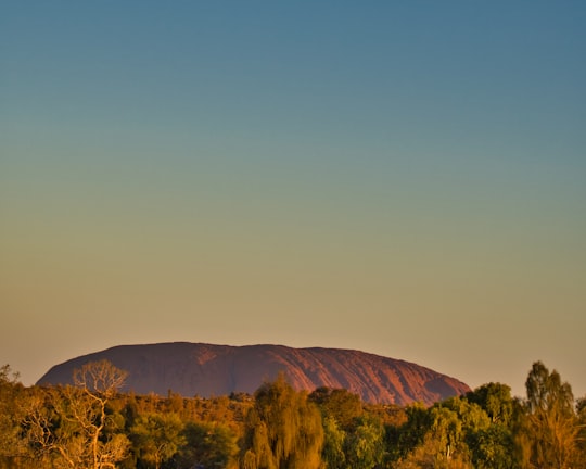 trees on field in Field of Light Uluru Australia
