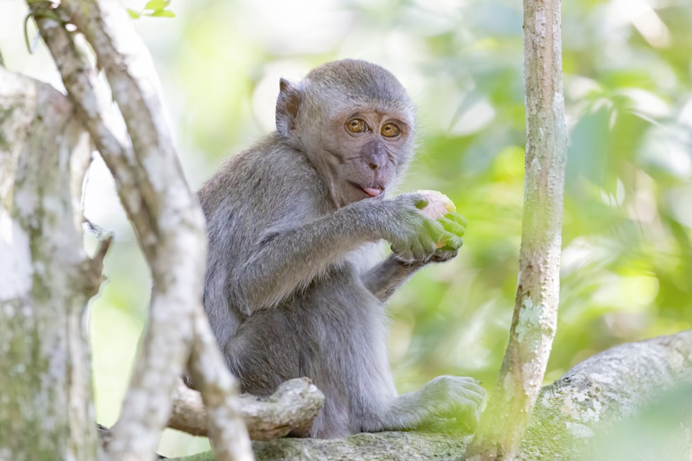 gray monkey on tree