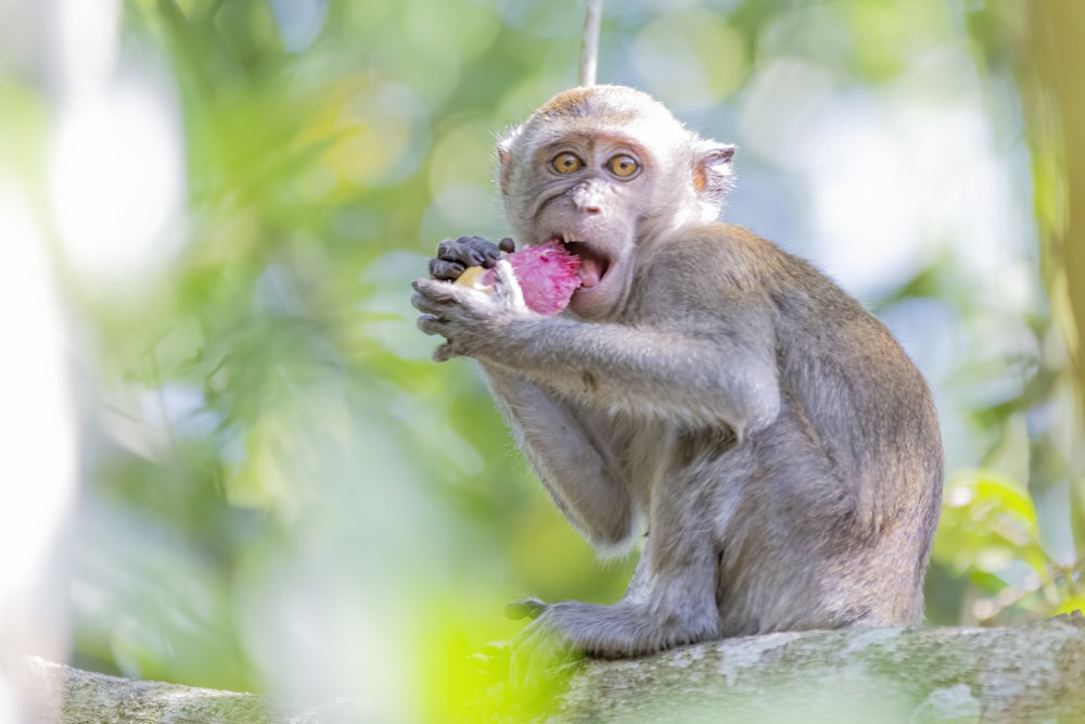 selective focus photography of macaque during daytime