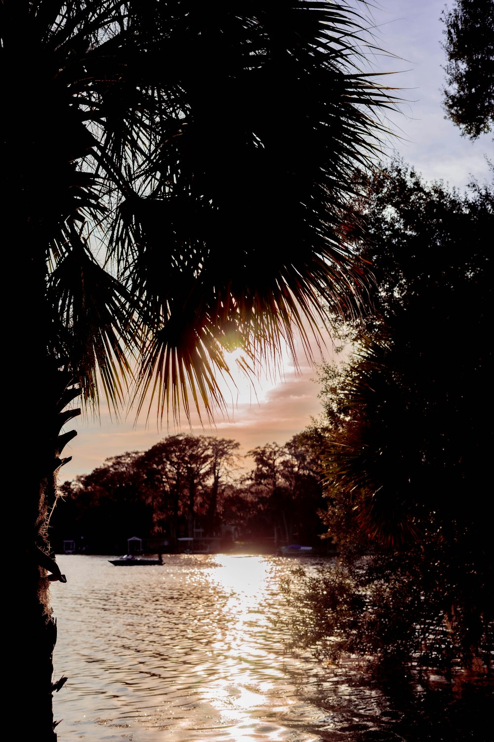 silhouette of trees near body of water