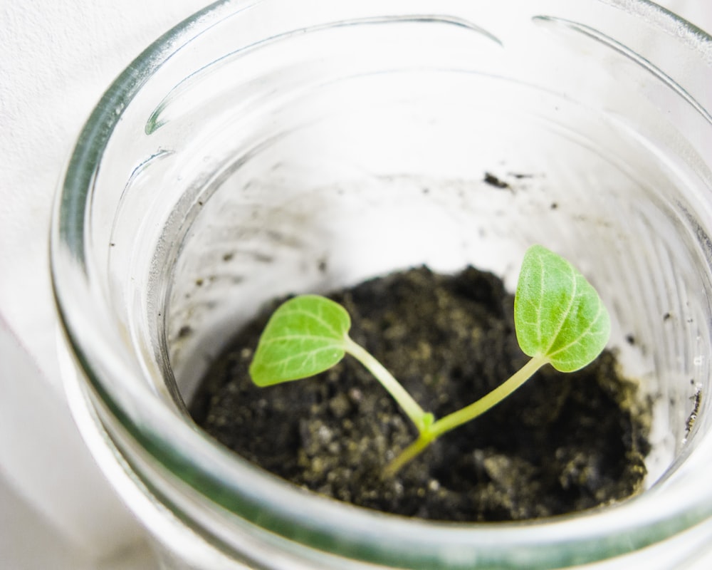 plante à feuilles vertes