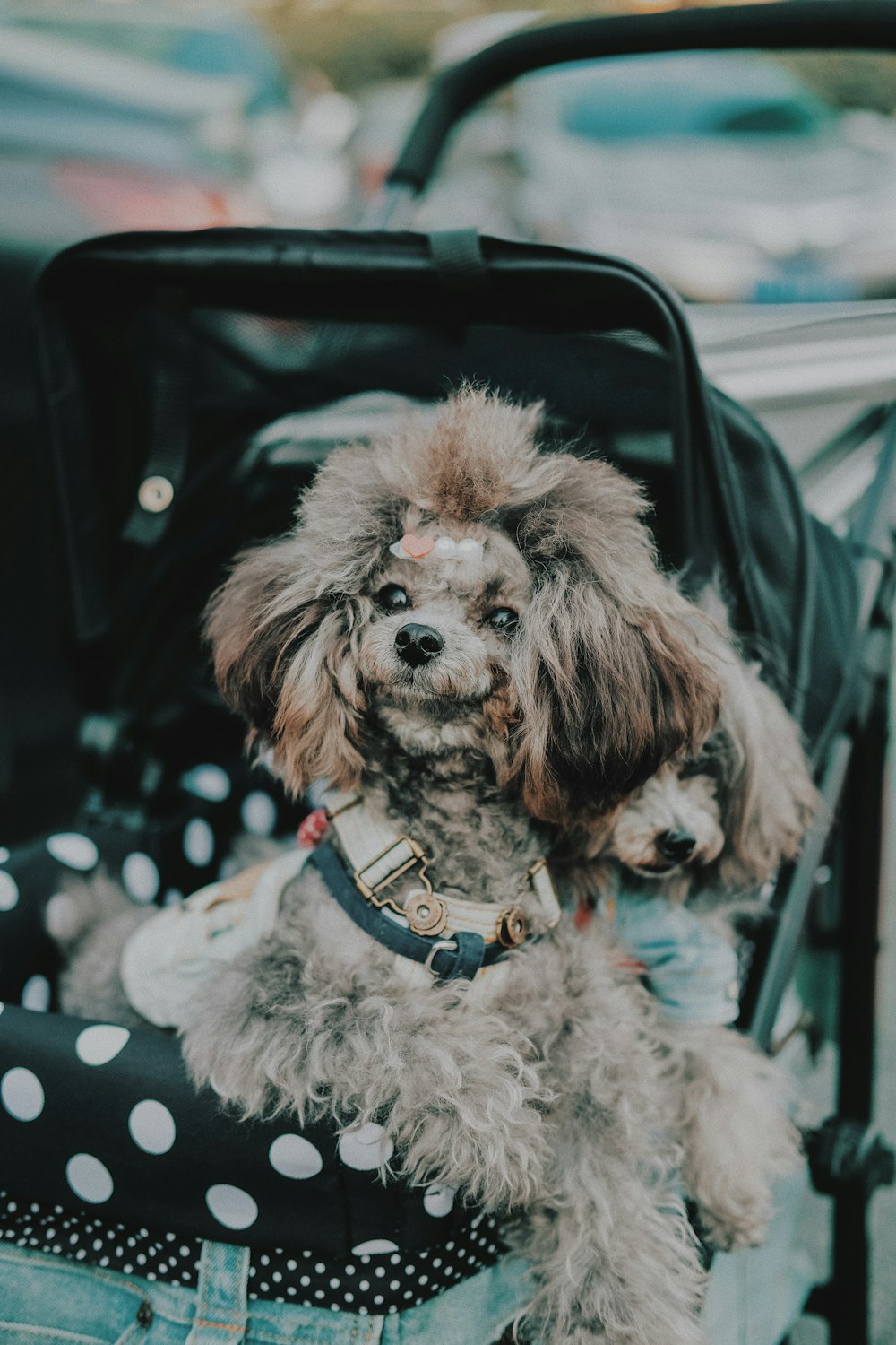 long-coated gray dog in stroller