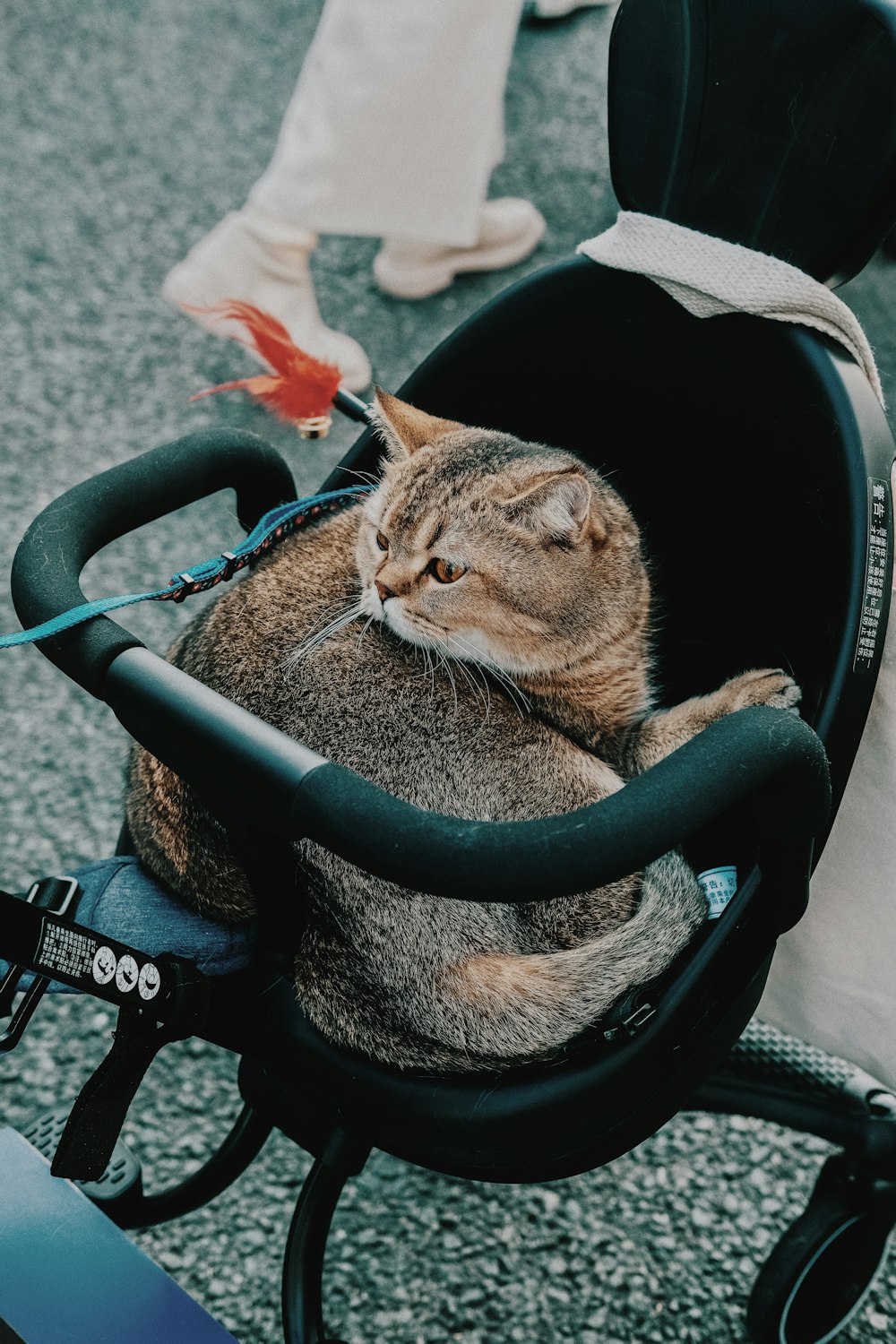 brown tabby cat sitting on stroller