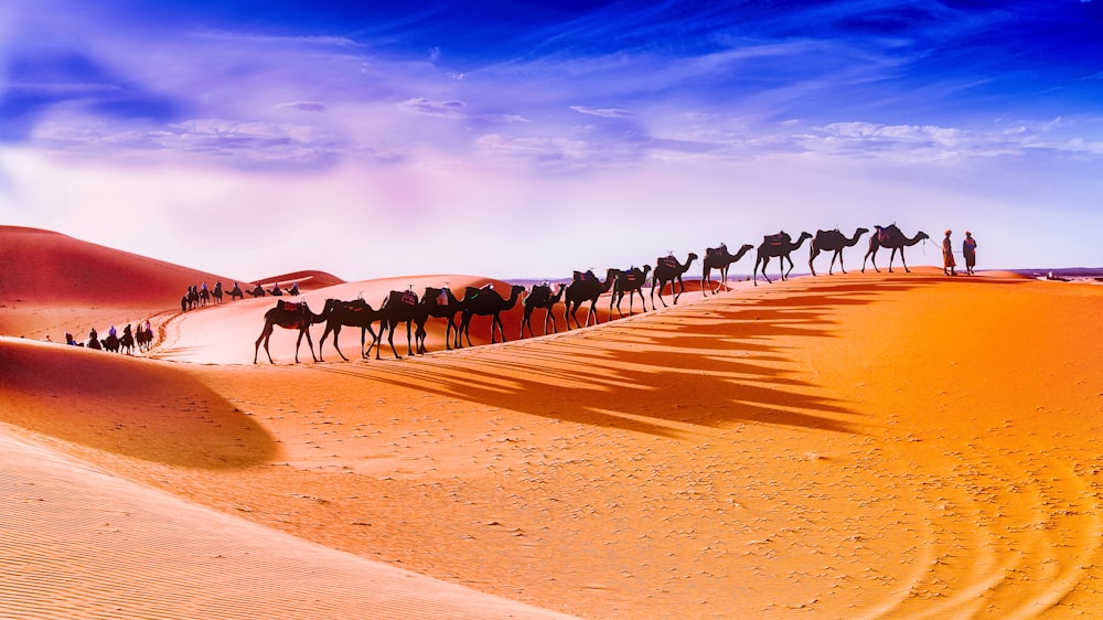 two person in front with caravan of camels in desert during daytime