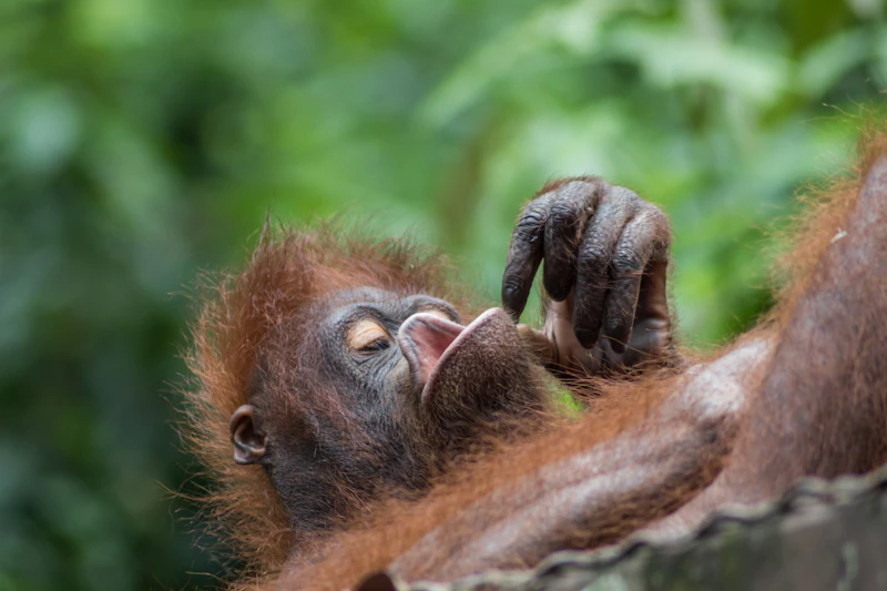 What to Do in Sandakan in a Weekend: A Complete 48-Hour Guide