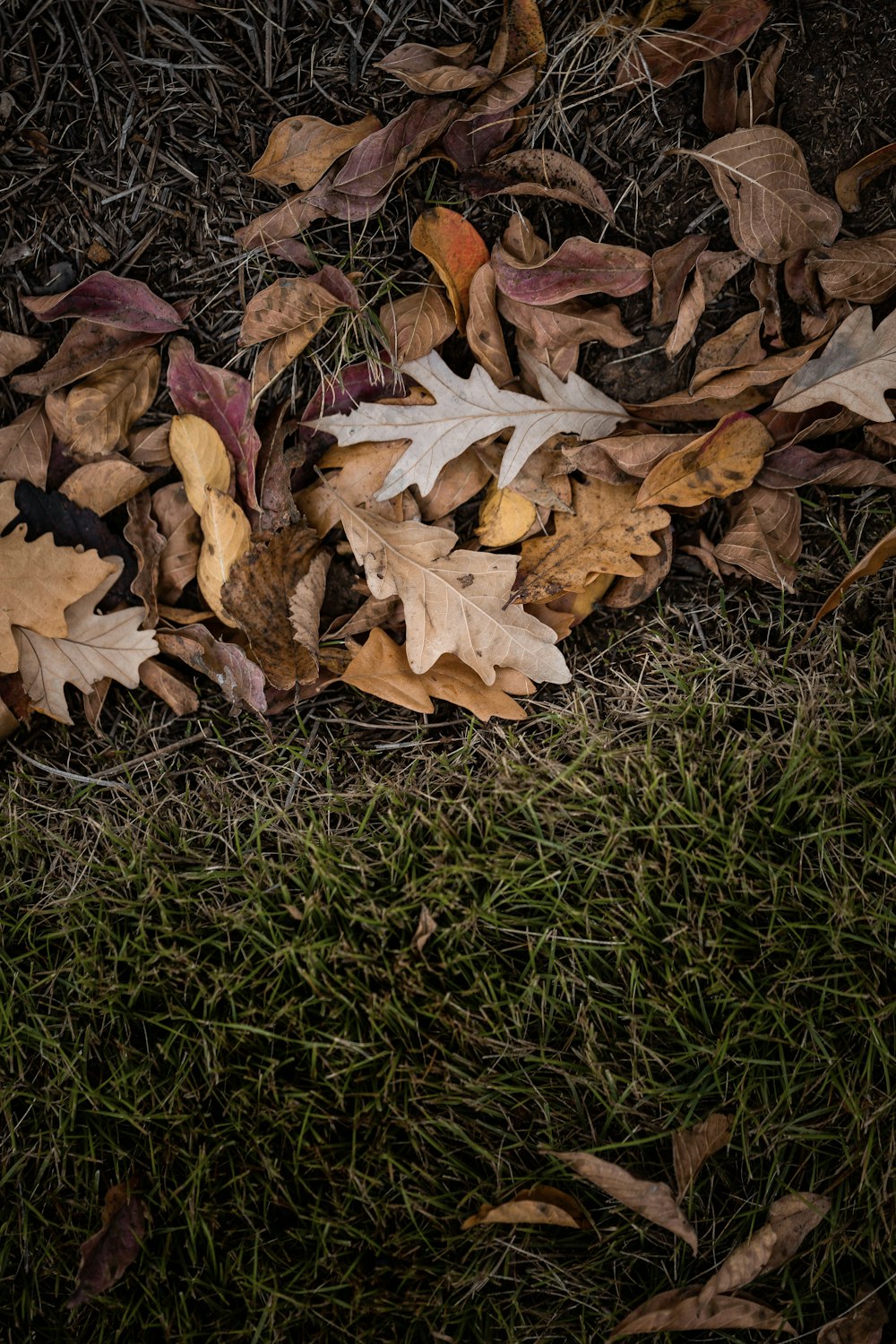 brown dried leaves