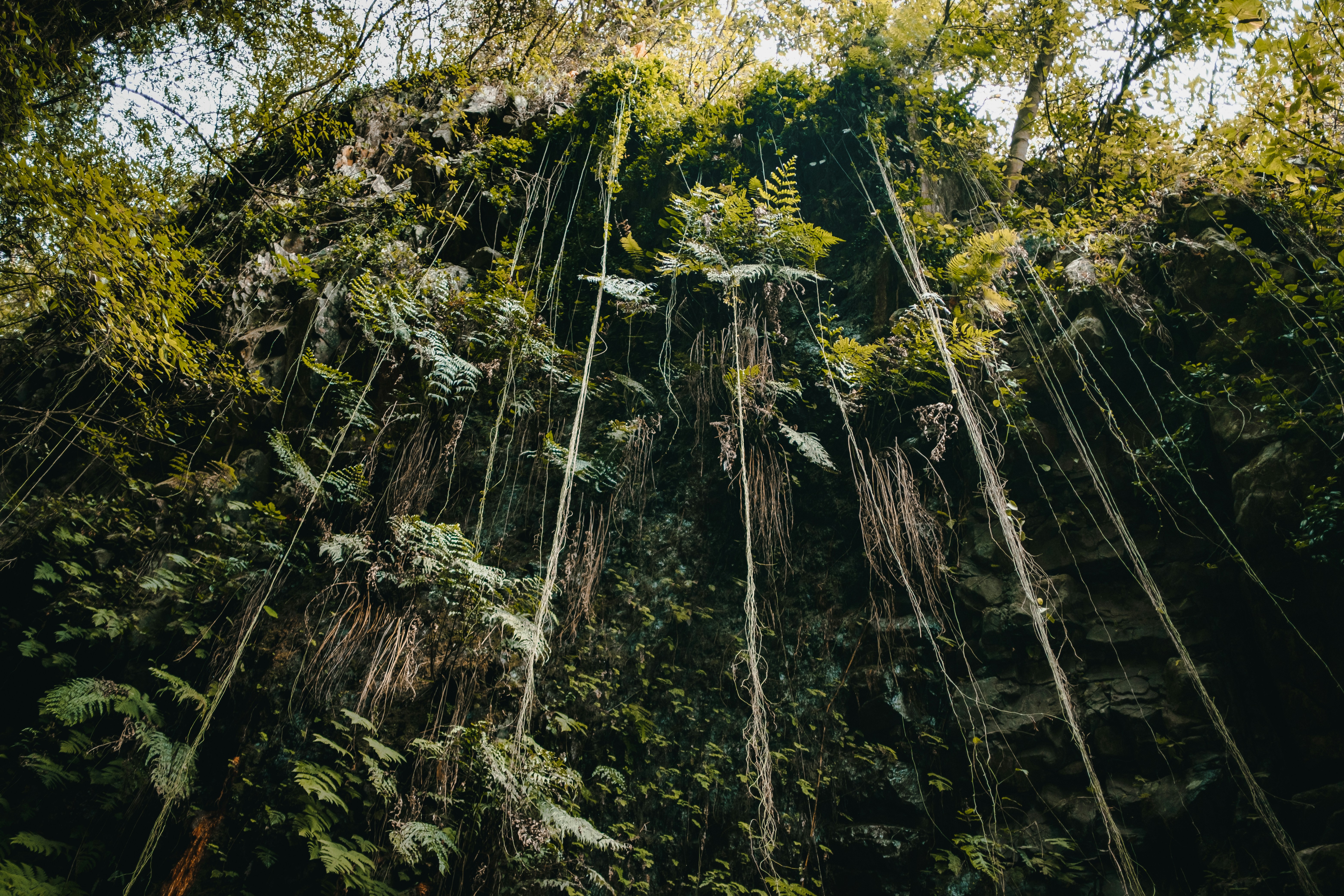 Jungle Vines Pictures Download Free Images on Unsplash