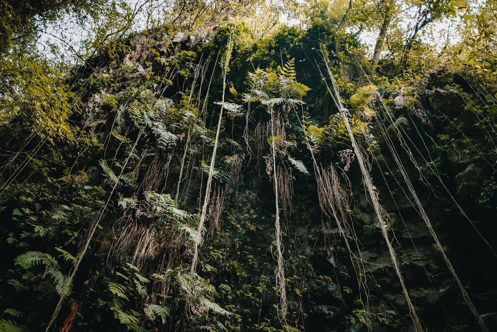 green trees