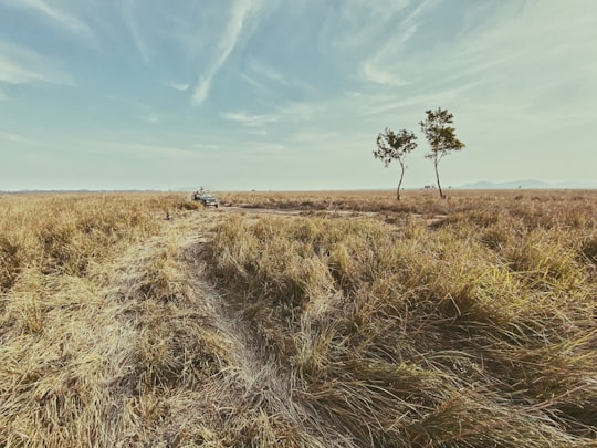 green grass field in Pobitora Wildlife Sanctuary India