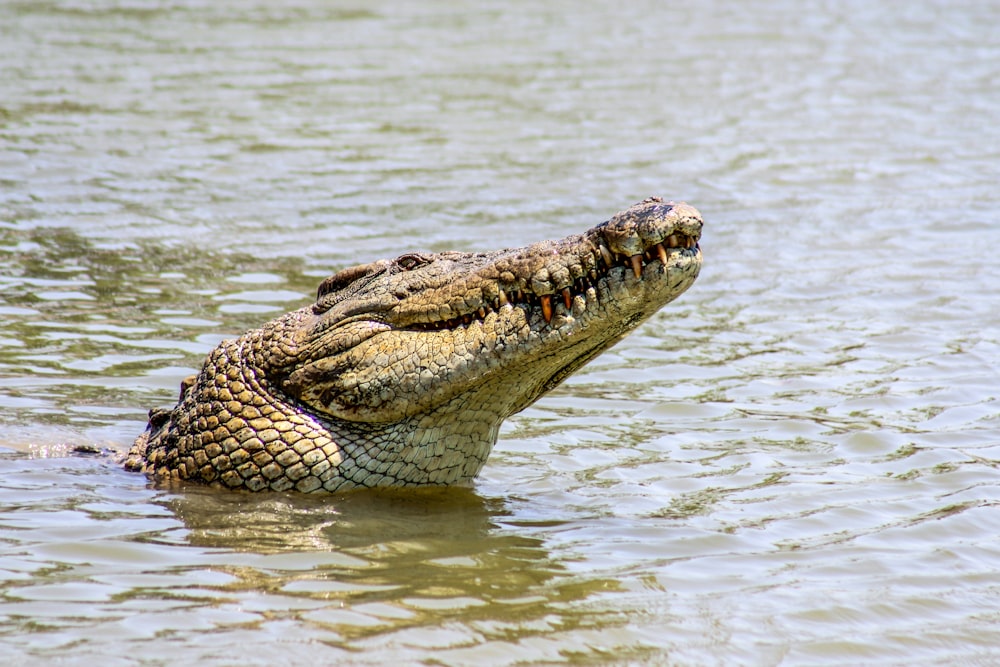 crocodilo no corpo de água durante o dia