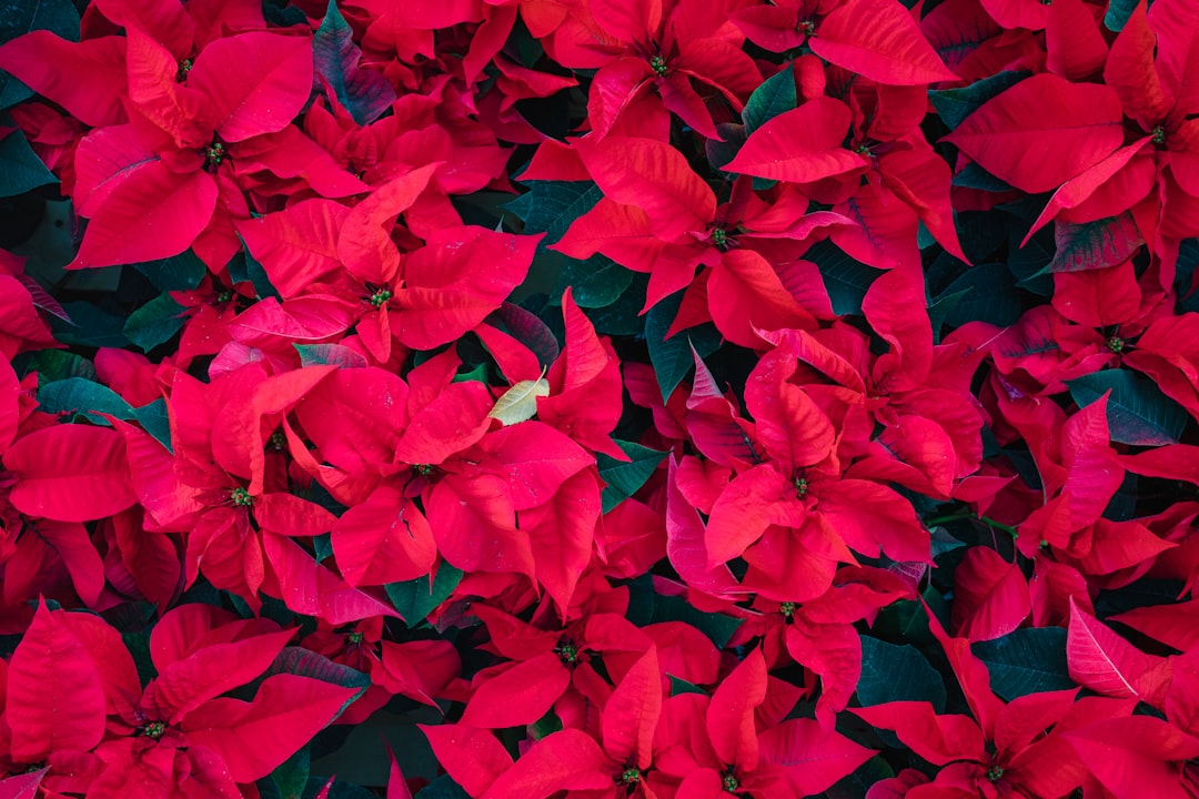 pink poinsettias