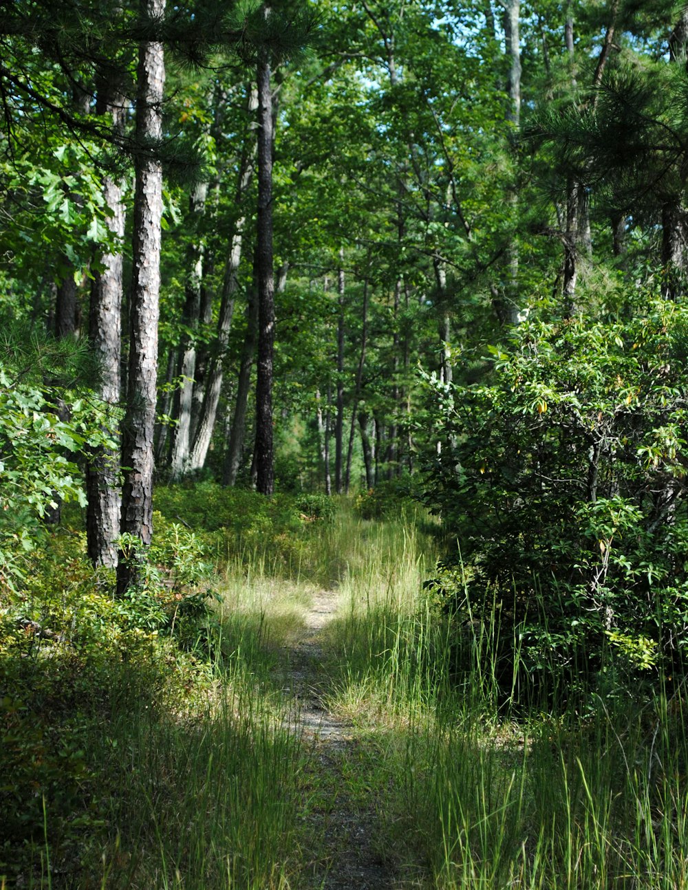 trees during day