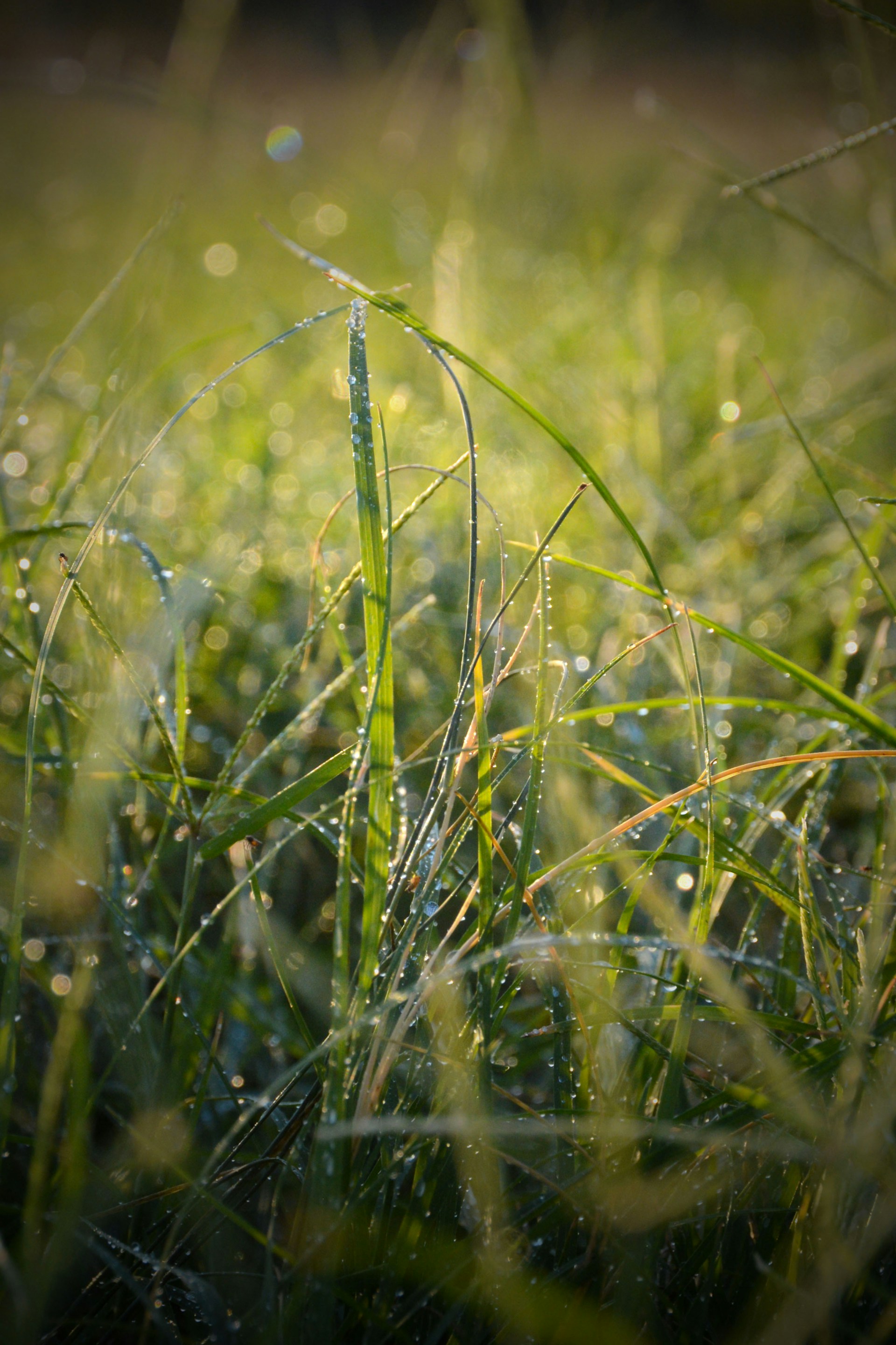 macro photography of water drops on green grasses