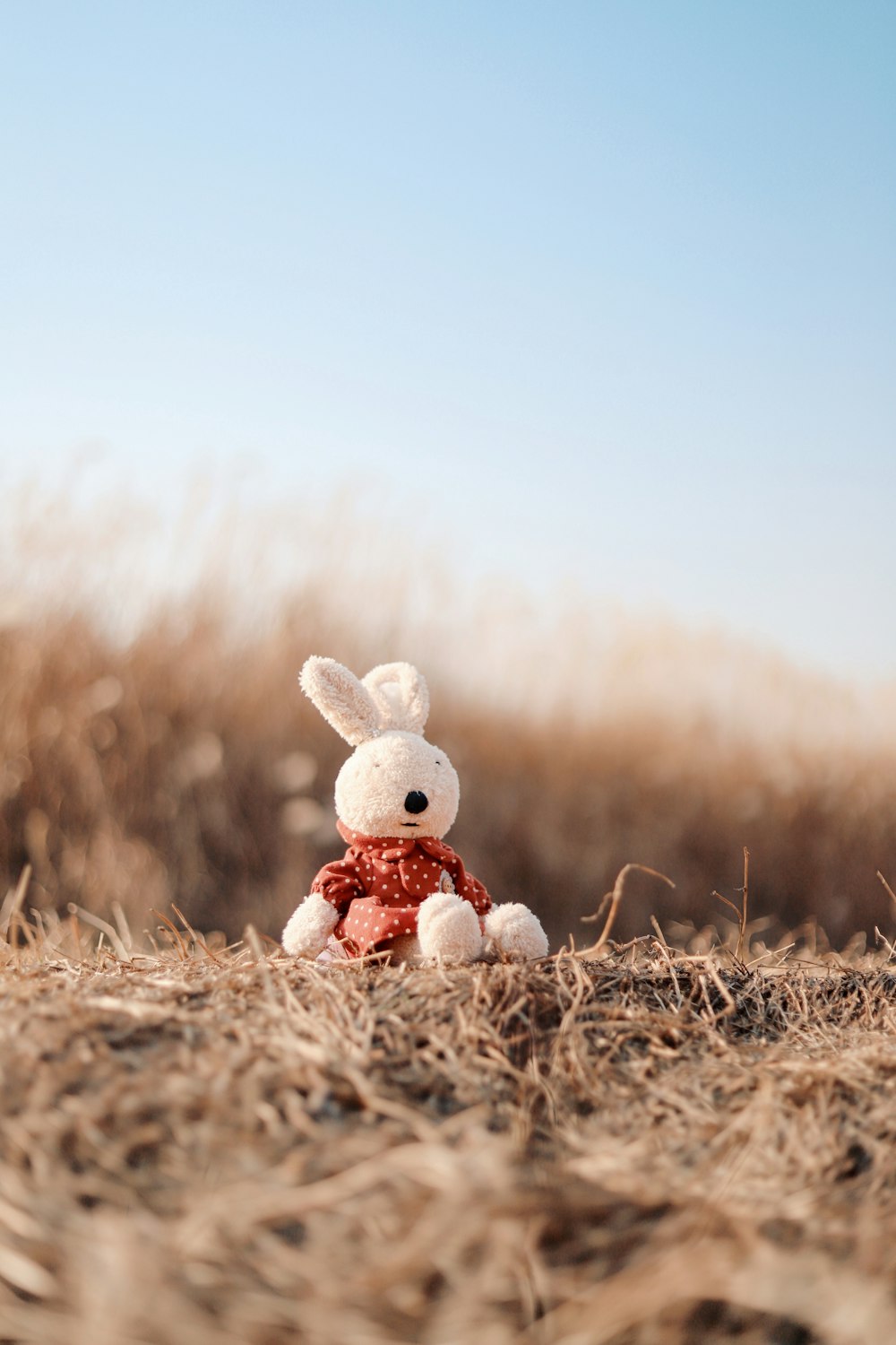 white rabbit plush toy on plant field