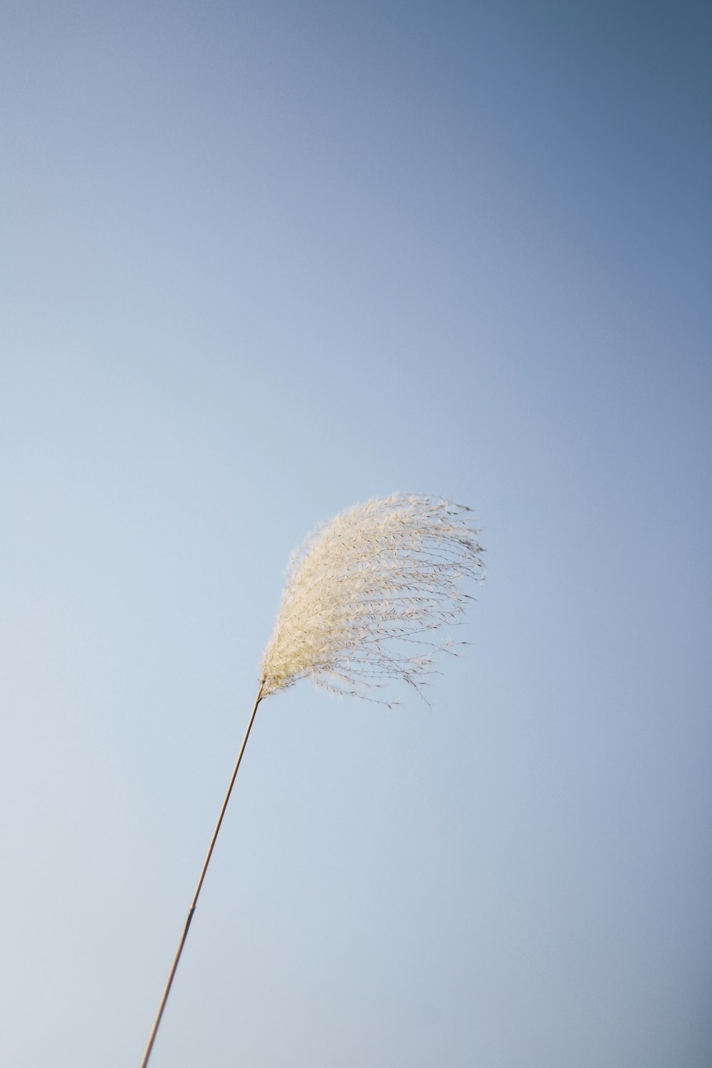 white petaled flower