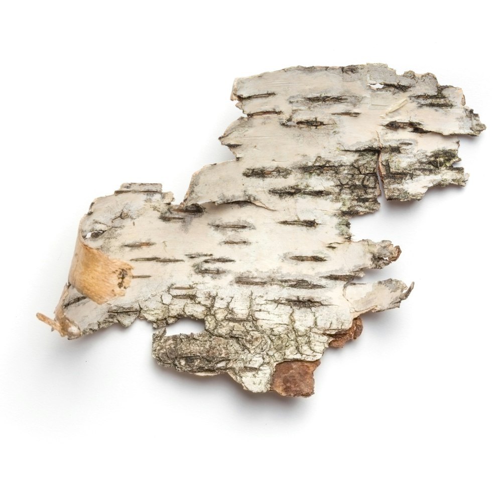 gray cutout bark