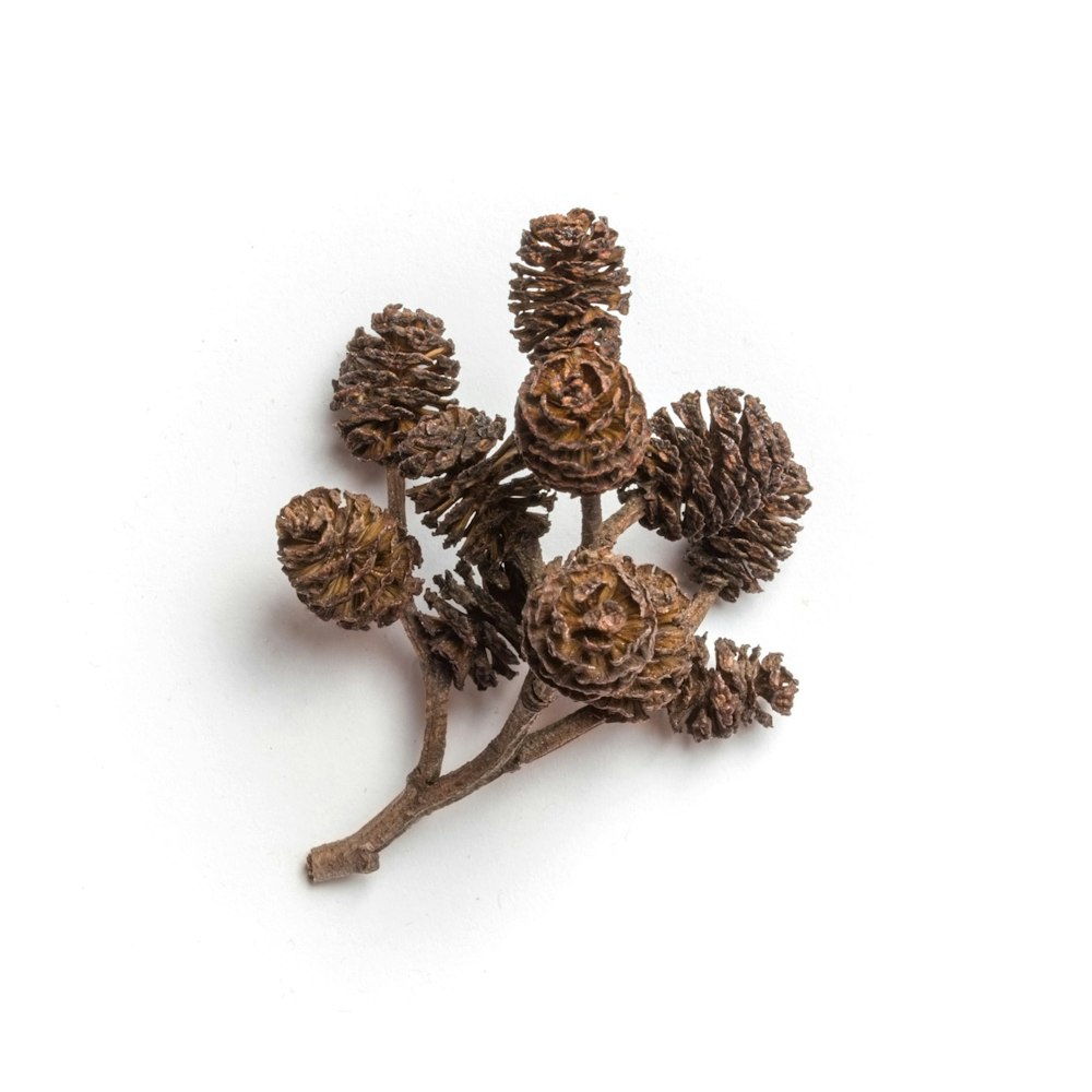 branch of brown nuts on white surface