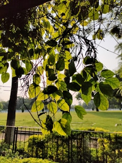 Sunlight filtering through lush cannabis leaves in a serene garden setting.