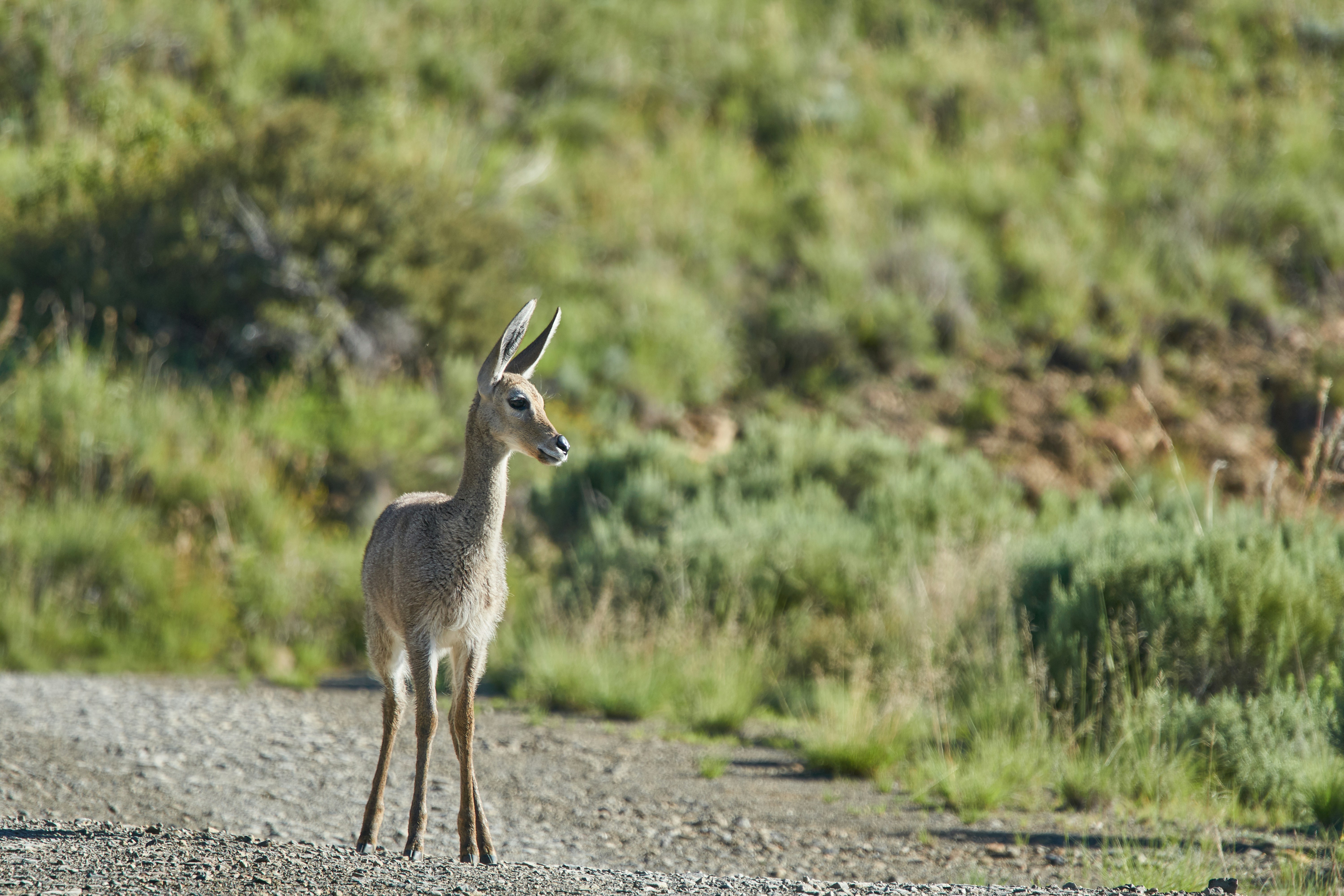 Photo by wolfgang_hasselmann