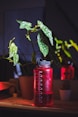 green leafed plant