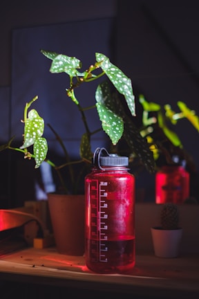 green leafed plant