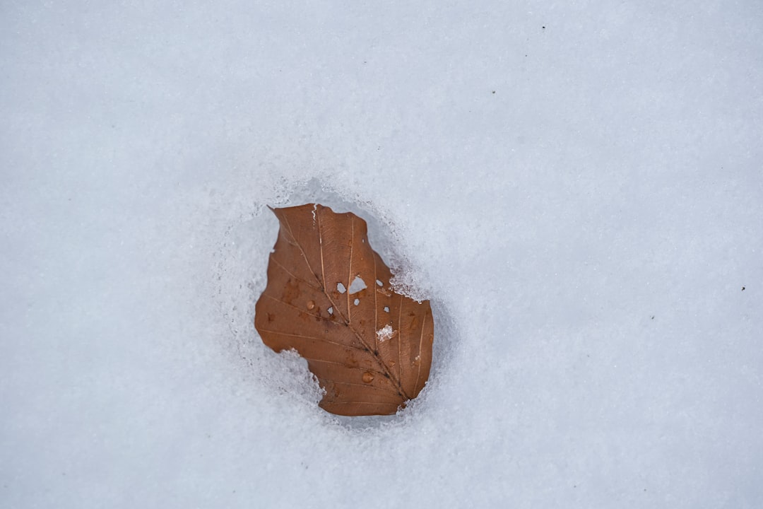 brown leaf on snow