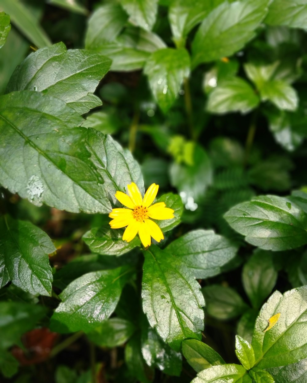 selective focus photography of yellow petaled flower during daytime