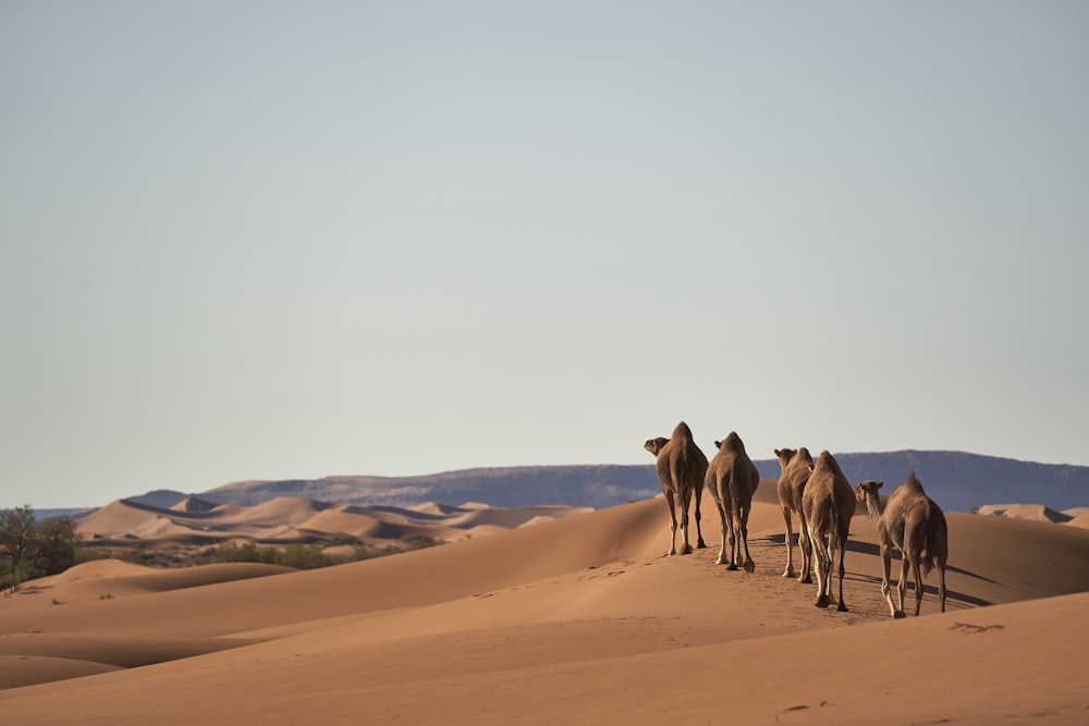 four camels on desert
