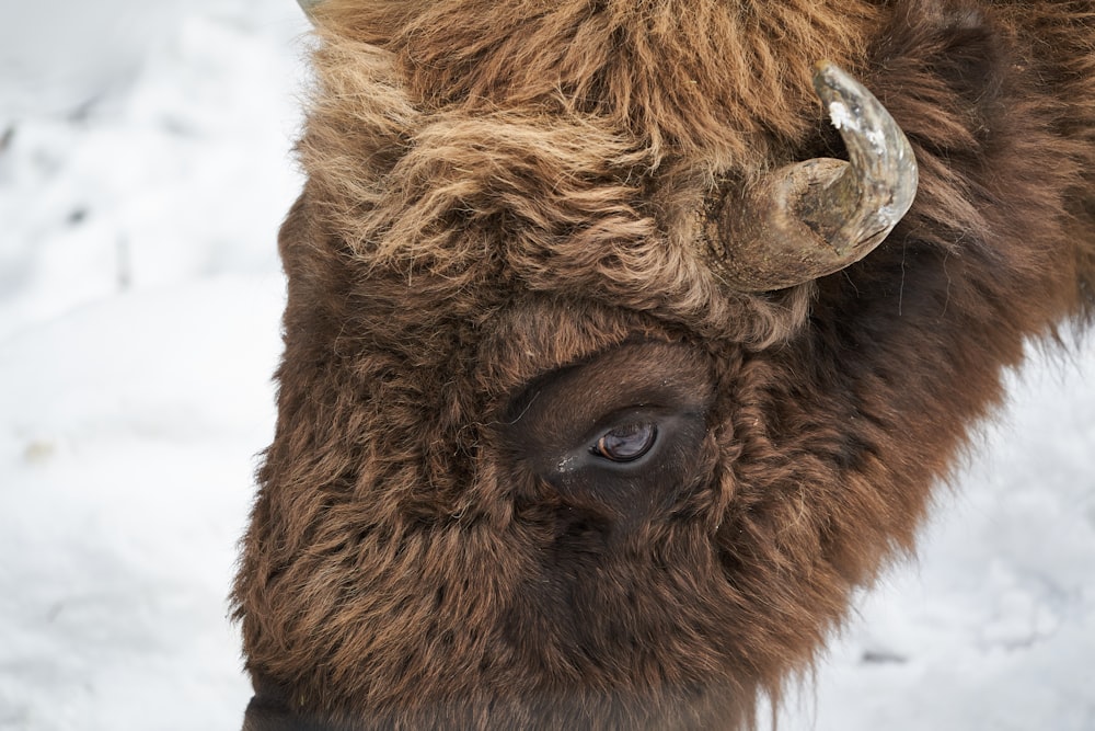 brown bison