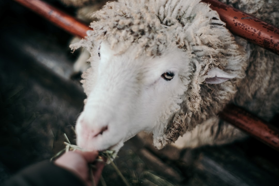 person feeding sheep