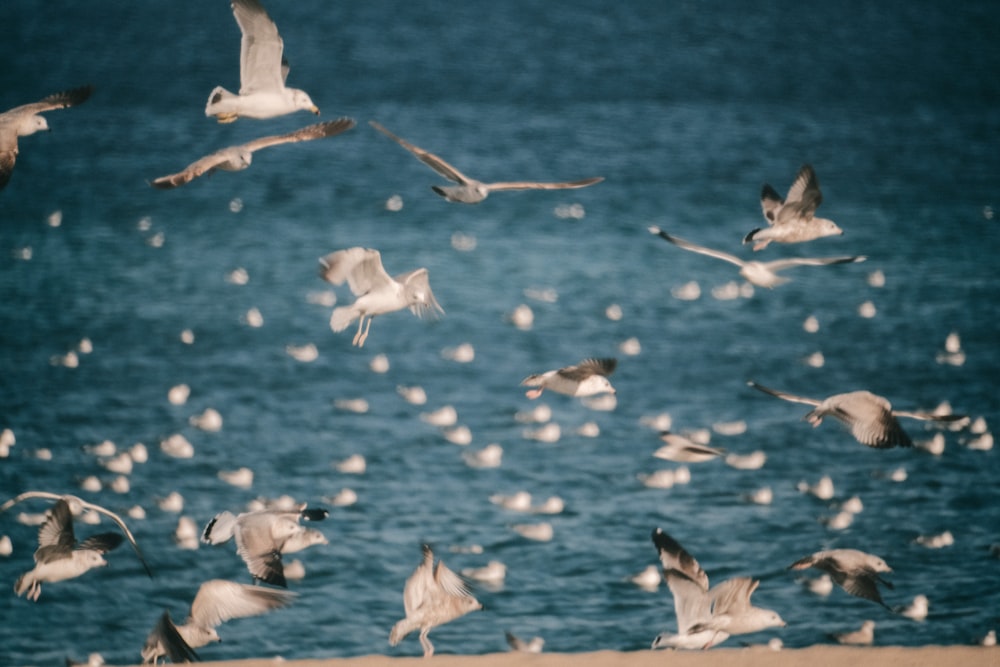 birds flying above body of water